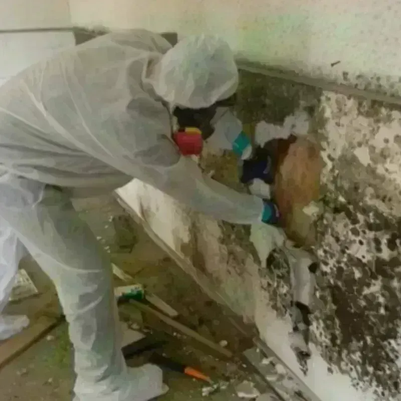 Mold Remediation and Removal in Parkland, FL